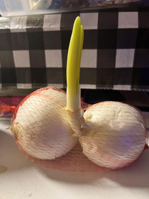 This onion is really blooming