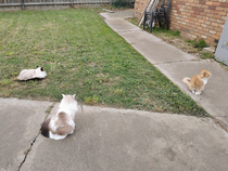 This orange Cat came into my backyard to pointedly ignore my cats