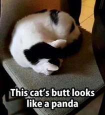 This panda looks like a cats butt