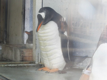 This penguin has been working out during quarantine