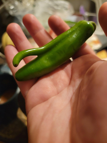 This pepper had other ideas for a hot night