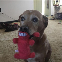 This perfectly timed shot of my dog playing with his toy