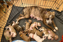 This photo of my foster dog and her ten puppies is screaming for a caption