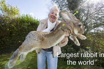 This pic is hare raising