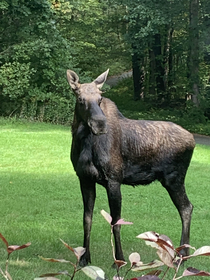 This picture I snapped on my iPhone of a moose that came into my front yard looks like a really bad Photoshop job