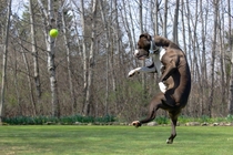 This picture makes it look like my dog is about to show that tennis ball some serious Kung Fu skills