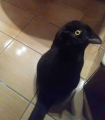 This picture of a crow is interesting becauseits actually a cat