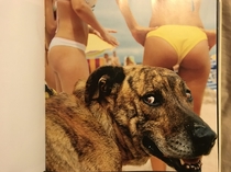 This picture of a sly dog from a National Geographic picture book