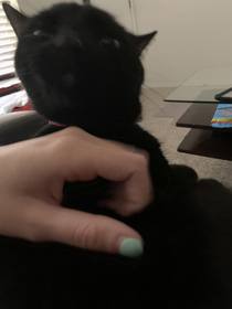 This picture of our cat
