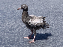 This pidgeon I think outside my house looks like it would suck dick for some crack