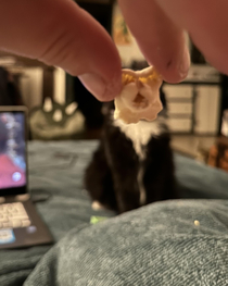 This piece of popcorn that looks like my girlfriends cat