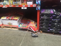 This pigeon snuck into Home Depot and knew exactly what it was doing