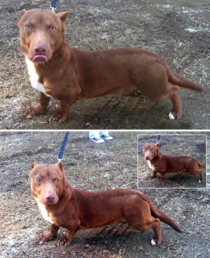This pitbull-dachshund mix looks like the dog from your childhood drawings