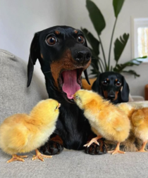 This poor Dachshund having his tongue bitten by a young chick