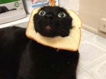 This poor inbred cat