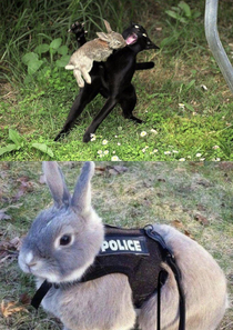 This rabbit you see here risked his life to catch this cat and now hes a cop