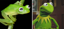 This real life Kermit