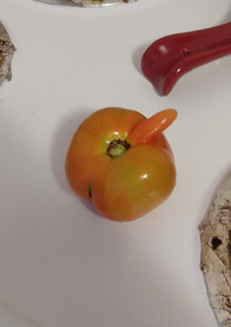 this really ripe tomato