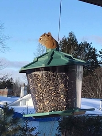 This red squirrel chewed through the top of an anti-squirrel bird feeder