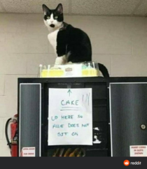 This repost of cat on cake