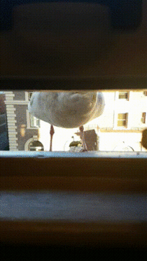 This seagull comes to my window each day for snacks