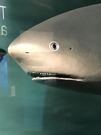 This shark at my local museum has seen some stuff