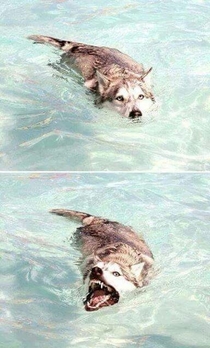 This shark looks a little husky to me