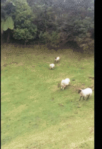 This sheep just doesnt give a fuck