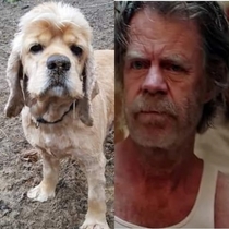 This shelter dog looks like Frank Gallagher