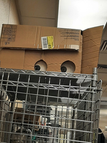 This shy box