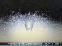 This skunk showing me what he thinks of my trail cam