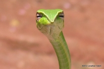 This snake looks like its judging you from far away