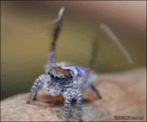 This spider dances better than I do
