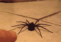 This spider is actually pretty damn adorable