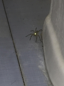 This spider is aiming at me with its laser eyes