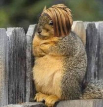This squirrel demands to speak with the manager