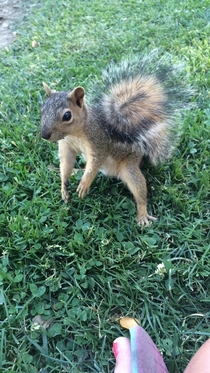 This squirrel got really close to me touched my foot and then ran away Im convinced he was acting on a dare