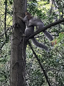 This squirrel is either getting mugged or a reach around You decide