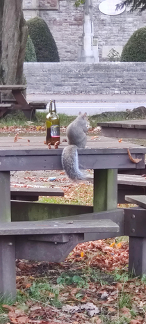 This squirrel is going through it