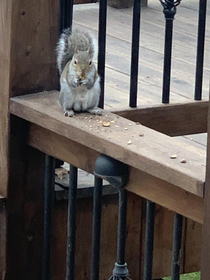 This squirrel with huge 