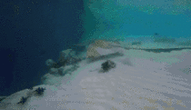 This stingray shooting into the ocean