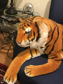 This stuffed tiger I have looks like it just accidentally did something wrong