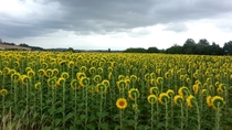 This sunflower is angry with the Sun