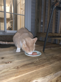 This super cool cat showed up on our deck our cat is NOT HAPPY