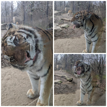 This tiger at the zoo licked the window then had instant regrets