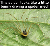 This tiny arachnid with a black Bunny Head is totally real and hes driving a spider car
