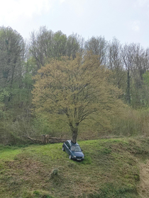 This tree growing out of a car at a car dealership