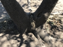 This tree I saw in Rome