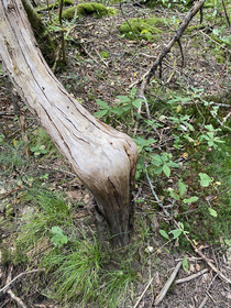 This tree I saw looks like a girl posing for instagram