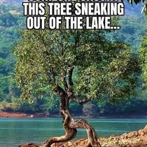 This tree is leaving